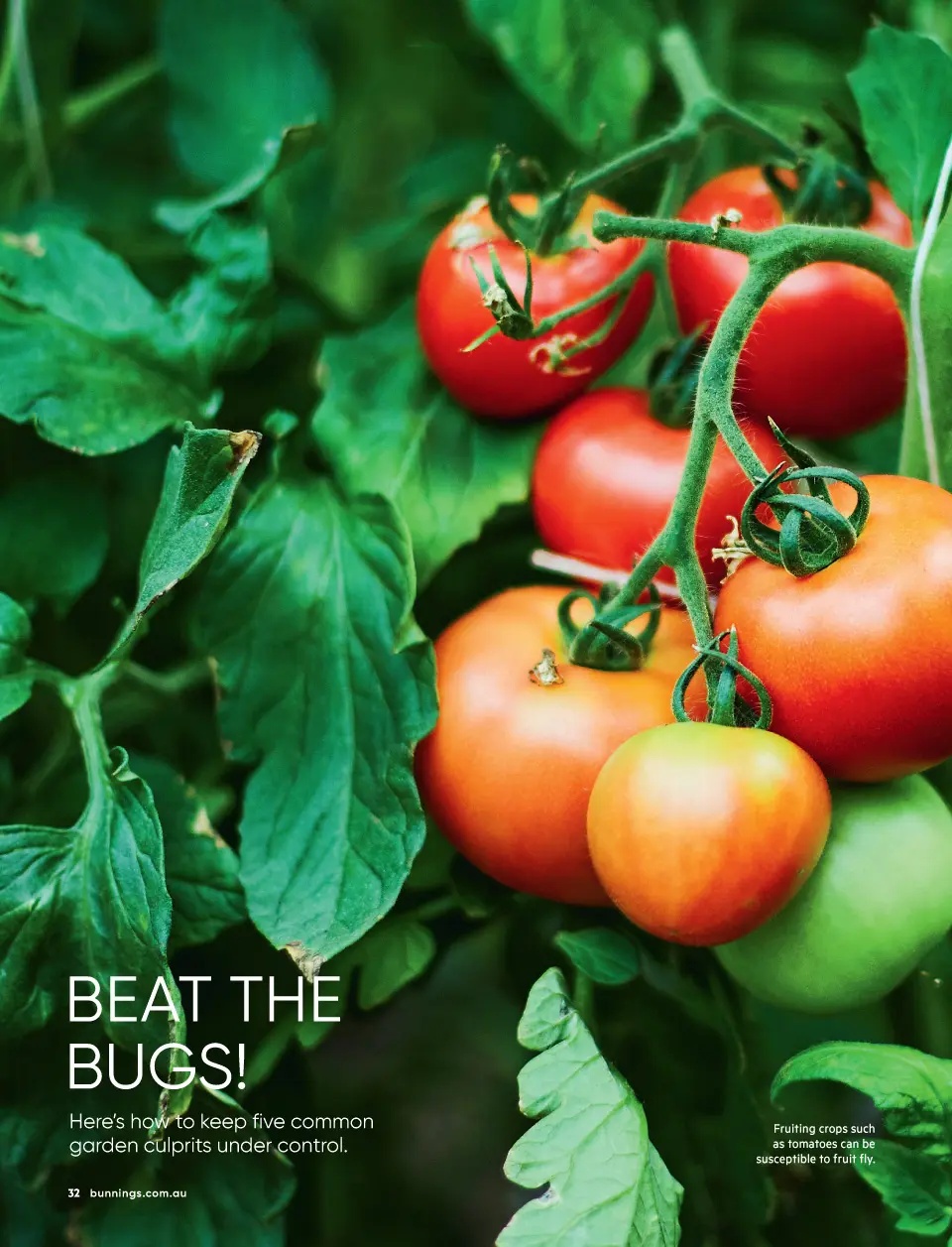 Bunnings Bunnings Magazine August 2026 — page 32